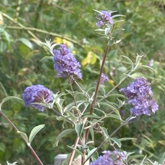 Beskjæring av sommerfuglbusk om høsten Beskjæring av sommerfuglbusk om høsten